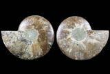Cut & Polished Ammonite Fossil - Agatized #91185-1